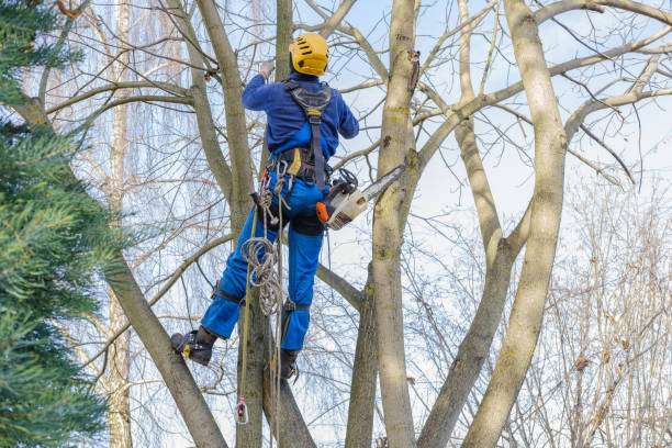 Best Tree Cabling and Bracing  in Hidden Meadows, CA