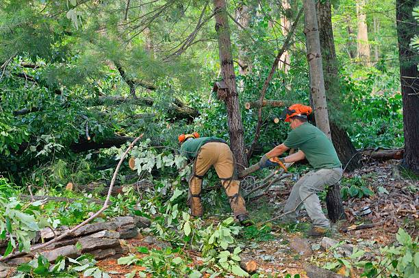 Best Emergency Tree Removal  in Hidden Meadows, CA