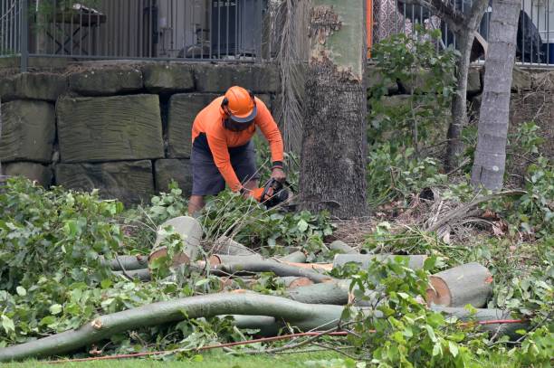 Best Emergency Tree Removal  in Hidden Meadows, CA