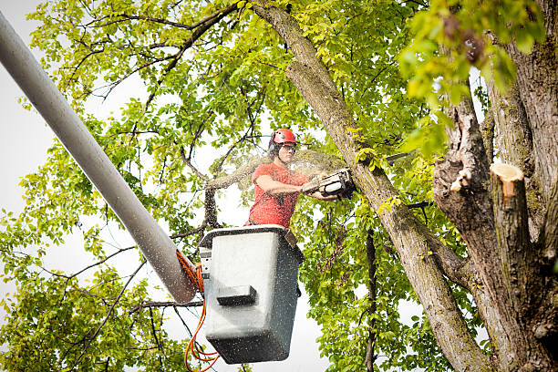 Best Hazardous Tree Removal  in Hidden Meadows, CA